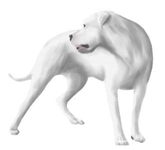 Dogue argentin Adulte - robe 632