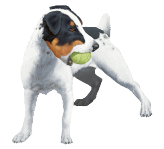 Jack Russel Adulte - robe 1103