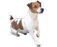 Jack Russell Adulte - robe 1340000314