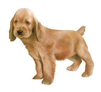 Cocker Chiot - robe 41