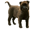 Berger Belge Malinois Chiot - robe 37