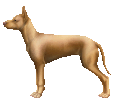 https://data.dogzer.com/img/304-race-chiens-chiens-nu-du-perou/513-robe--/2_mini-chien--2.gif