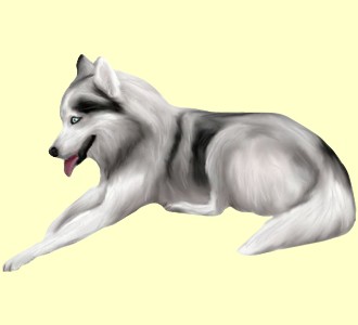 Husky Adulte - robe 1082