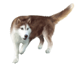 Husky Adulte - robe 361