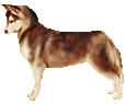 Husky Adulte - robe 41