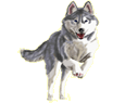 Husky Adulte - robe 899