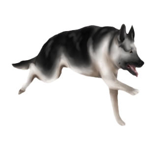 Chien Loup Tchèque Adulte - robe 185