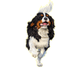 Cavalier King Charles Adulte - robe 1314
