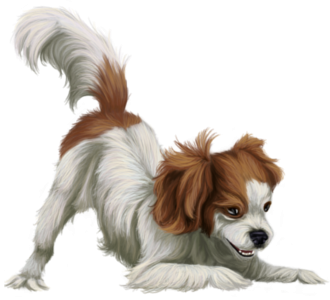 Cavalier King Charles Adulte - robe 1420