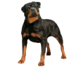 Rottweiler Adulte - robe 183