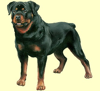 rencontre rottweiler