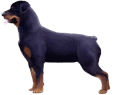 Rottweiler ##STADE## - robe 86