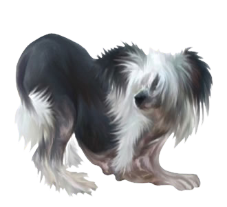 Chien nu de Chine Adulte - robe 206