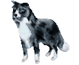 Border Collie Adulte - robe 1