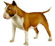 Bull terrier Adulte - robe 17