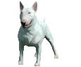 Bull terrier Adulte - robe 646