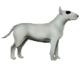 Bull terrier ##STADE## - robe 7