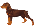 Dobermann Chiot - robe 2