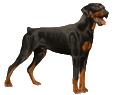 Dobermann Adulte - robe 30