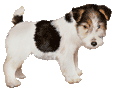 Fox terrier Chiot - robe 52