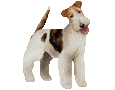 Fox terrier Adulte - robe 52