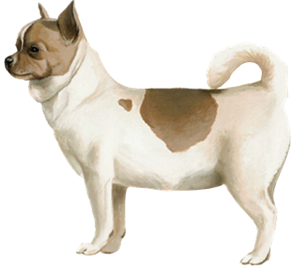 Chihuahua Adulte - robe 60