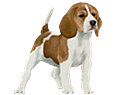 Beagle Chiot - robe 5