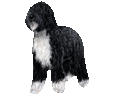 Barbet Adulte - robe 1127