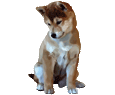 Shiba Inu Adulte - robe 1340000173